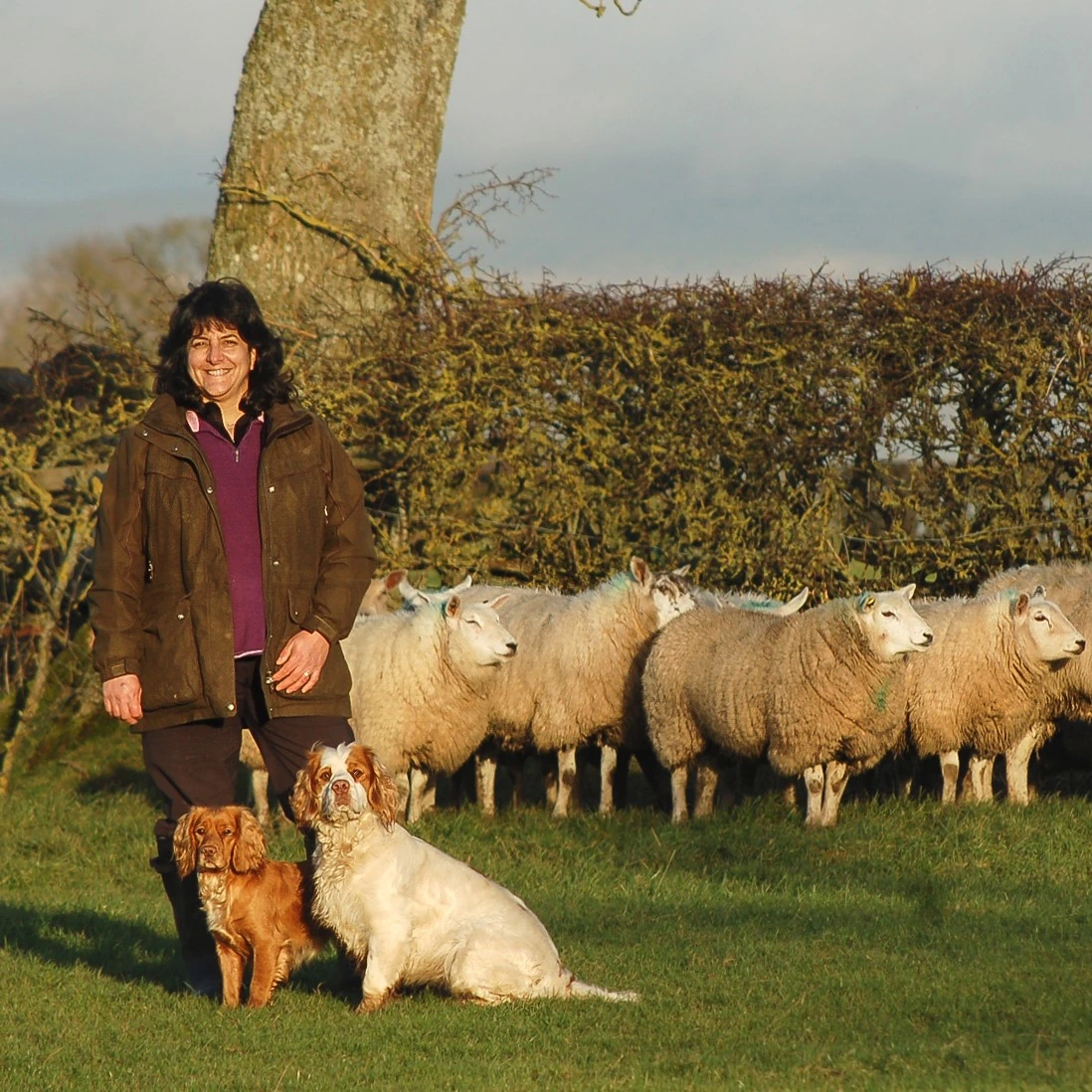 Train my dog to stop chasing sheep