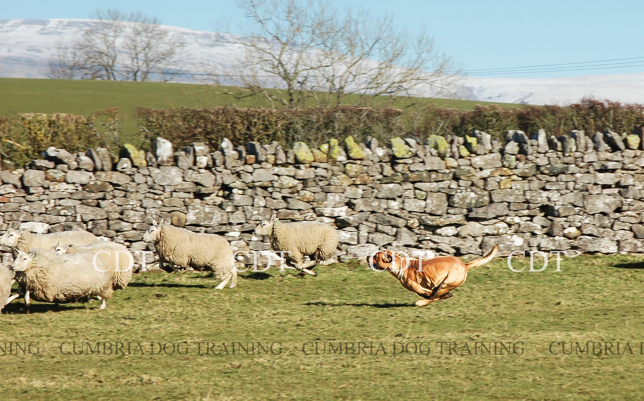 How to stop my dog from chasing sheep?
