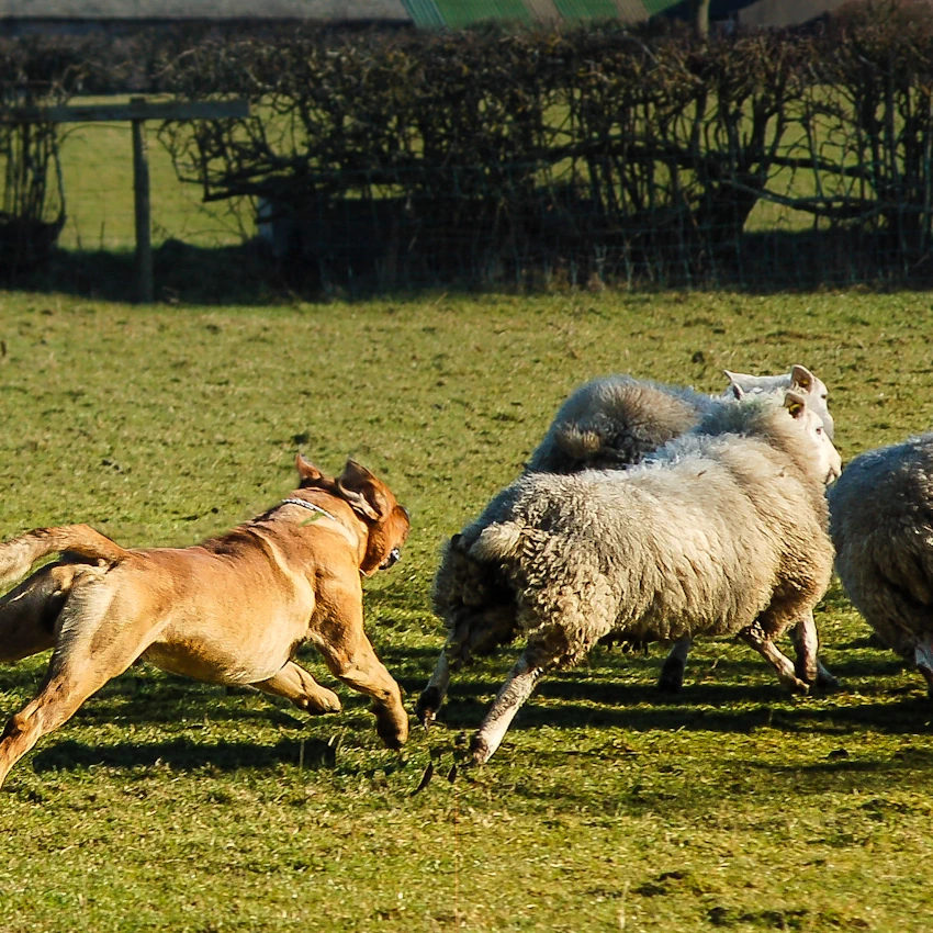 Train your dog not to chase sheep
