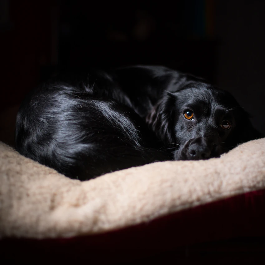 Home Boarding for Dogs in Cumbria