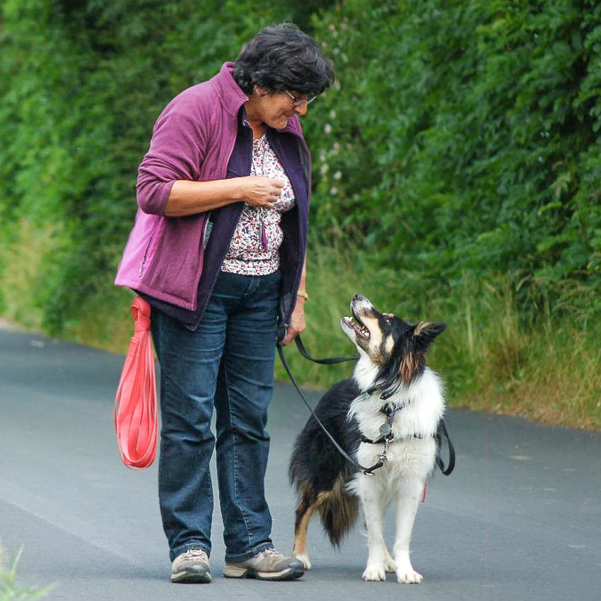 One to One Dog Training in Cumbria